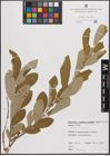 Foto von Salix cinerea L.